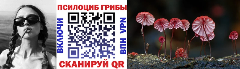 Псилоцибиновые грибы Psilocybe  Купить где  Таруса 